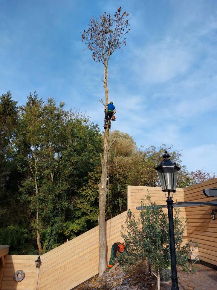 Bomen kappen, stobben frezen, Diensten en Vakmensen, Tuinmannen en Stratenmakers