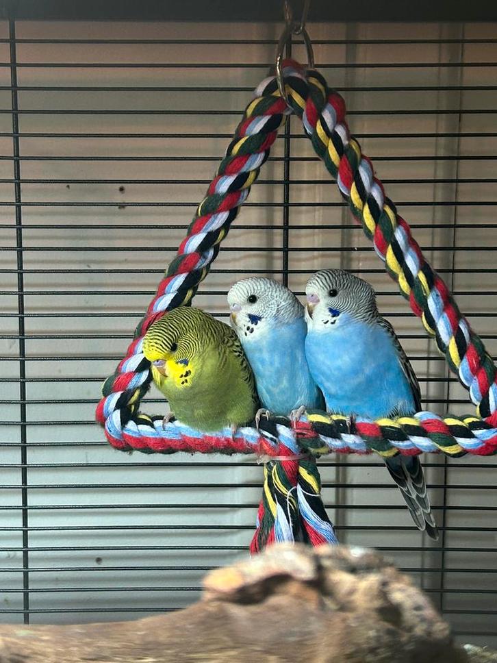 Baby parkietjes, net uit blok!, Dieren en Toebehoren, Vogels | Parkieten en Papegaaien, Parkiet, Meerdere dieren, Tam