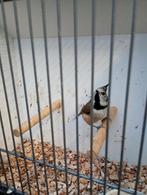 Kuifmezen 2-0, Dieren en Toebehoren, Vogels | Overige Vogels, Meerdere dieren, Geringd