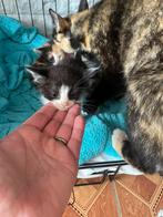 Lieve sociale kittens, Dieren en Toebehoren, Katten en Kittens | Overige Katten