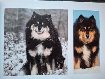 De Finse Lappenhond fokken fokker Lapland Sami jager rashond beschikbaar voor biedingen