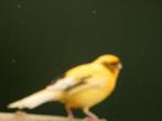 kanarie, Dieren en Toebehoren, Vogels | Kanaries, Meerdere dieren, Kleurkanarie