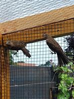 Mexicaanse roodmussen, Dieren en Toebehoren, Meerdere dieren