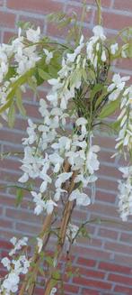 Wisteria blauwe en witte regen, Ophalen of Verzenden, Zomer, Overige soorten, Volle zon