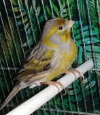 Goed zingende kanarie man bruin geel grijs, Dieren en Toebehoren, Vogels | Kanaries, Mannelijk, Kleurkanarie