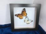 vlinders Danaus Chrisippus en Appias Lyncida, Ophalen of Verzenden, Nieuw, Overige soorten, Opgezet dier