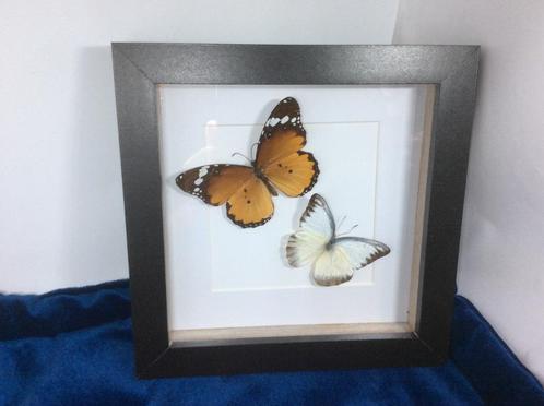 vlinders Danaus Chrisippus en Appias Lyncida, Verzamelen, Dierenverzamelingen, Nieuw, Opgezet dier, Overige soorten, Ophalen of Verzenden