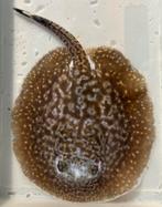 Potamotrygon pied, Dieren en Toebehoren, Vis