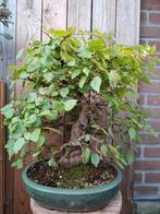 Carpinus Coreana (yamadori), Tuin en Terras, Planten | Bomen, Ophalen of Verzenden, Volle zon
