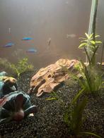 Aquarium + toebehoren, Vis