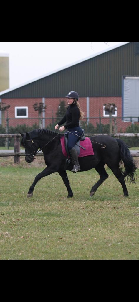 Brave new forest D pony, Dieren en Toebehoren, Pony's, Merrie, L, D pony (1.37m tot 1.48m), 11 jaar of ouder, Met stamboom, Gechipt