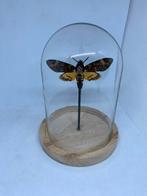 vlinder Acherontia Atropos (doodshoofdvlinder), Ophalen of Verzenden, Nieuw, Insect, Opgezet dier