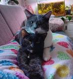 Dekkater mix maine coon, 0 tot 2 jaar