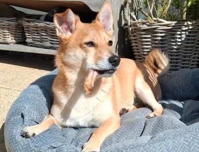 Stoer en aanhankelijk; lieve Gino, 4 jaar oud, Dieren en Toebehoren, Honden | Poolhonden, Keeshonden en Oertypen, Reu, Keeshond
