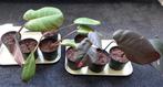 Philodendron Prince of Orange en Philodendron Pink Princess, Ophalen, Overige soorten, Halfschaduw, Minder dan 100 cm