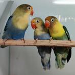 agapornis fischeri, Dieren en Toebehoren, Vogels | Parkieten en Papegaaien, Meerdere dieren, Dwergpapegaai of Agapornis