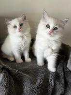 Ragdoll kittens met stamboom, Dieren en Toebehoren, Katten en Kittens | Raskatten | Langhaar, Meerdere dieren, Gechipt, 0 tot 2 jaar