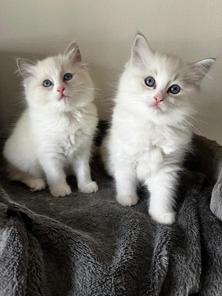 Ragdoll kittens met stamboom, Dieren en Toebehoren, Katten en Kittens | Raskatten | Langhaar, Meerdere dieren, 0 tot 2 jaar, Met stamboom