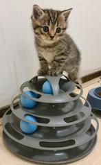 Raszuivere Britskorthaar Kittens, Dieren en Toebehoren, Meerdere dieren, Ontwormd