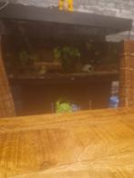 Juwel aquarium 100x60x40, Dieren en Toebehoren, Vissen | Aquaria en Toebehoren, Ophalen of Verzenden, Zo goed als nieuw, Leeg aquarium
