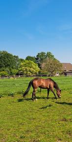 Te koop lieve 13 jarige  recreatie merrie., Dieren en Toebehoren, Paarden, Merrie, Recreatiepaard, 11 jaar of ouder