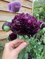 Papaver “Purple Peony” zaden, Ophalen of Verzenden, Volle zon