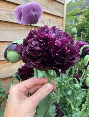 Papaver “Purple Peony” zaden beschikbaar voor biedingen