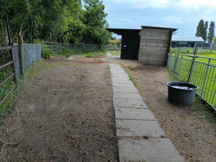 Plekje vrij voor 2 shetlanders 24/7 buiten met schuilstal., Dieren en Toebehoren, Stalling en Weidegang, Weidegang
