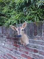 Opgezette afrikaanse duiker taxidermie opgezet afrika gewei, Verzamelen, Dierenverzamelingen, Wild dier, Gewei of Kop, Ophalen