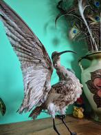 Erg oude opgezette wulp., Verzamelen, Dierenverzamelingen, Ophalen, Zo goed als nieuw, Vogel, Opgezet dier