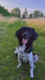 Friese stabij, Rabiës (hondsdolheid), Overige rassen, 1 tot 2 jaar, Teef