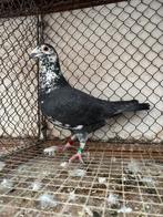 Kleurpostduiven, Dieren en Toebehoren, Meerdere dieren, Postduif