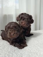 Maltipoo pups (Maltipoo x Toypoedel), Particulier, Meerdere, 8 tot 15 weken, Meerdere dieren