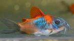 Corydora Venezuela, Dieren en Toebehoren, Vissen | Aquariumvissen, Vis, Zoetwatervis, Schoolvis