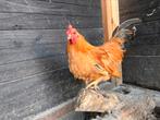 Chabo haantje van 4 maanden, Dieren en Toebehoren, Pluimvee, Mannelijk, Kip