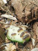 Pissebedden / isopods : Armadillidium klugii 'Montenegro', Dieren en Toebehoren, Insecten en Spinnen, Overige soorten