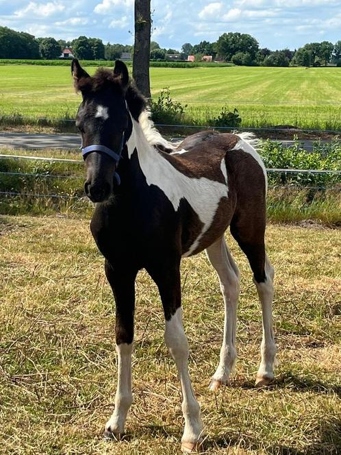 Zwartbont hengstveulen van IEME BP, Dieren en Toebehoren, Paarden en Pony's | Dekhengsten en Fokmerries, Hengst