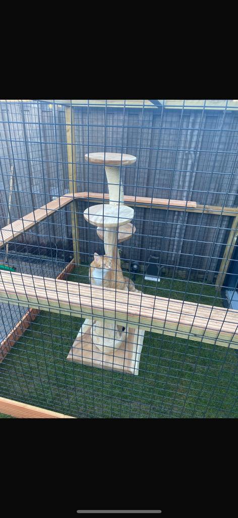 Kattenren, gratis op te halen eind december, Dieren en Toebehoren, Katten-accessoires, Gebruikt, Ophalen