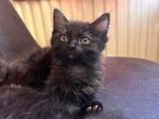 Ragdoll kitten te koop, Dieren en Toebehoren, Poes, Ontwormd, 0 tot 2 jaar
