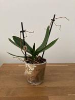 Orchidee wit kokibri (ruilen), Ophalen, Overige soorten, Minder dan 100 cm