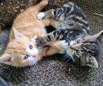 2 Boerderij kittens, Meerdere dieren, Kortharig, 0 tot 2 jaar