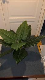 Kunstplant, Huis en Inrichting, Kamerplanten, Ophalen, Overige soorten, Halfschaduw, Minder dan 100 cm