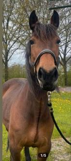 Bijrijder, Bijrijdster, Verzorg pony, Lease pony., Ophalen, Nieuw