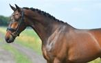 Stoere 3 jarige ruin v. So perfect, Dieren en Toebehoren, Paarden, Ruin, Dressuurpaard, Zadelmak, 3 tot 6 jaar