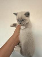 Prachtige zeldzame witte/lilac Britse Korthaar blauwe, Dieren en Toebehoren, Katten en Kittens | Overige Katten, Meerdere dieren