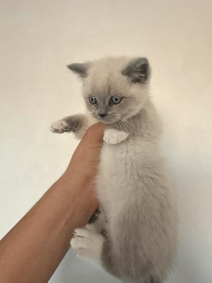 Prachtige zeldzame witte/lilac Britse Korthaar blauwe, Dieren en Toebehoren, Katten en Kittens | Overige Katten, Meerdere dieren