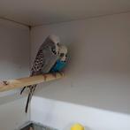 Diverse kleuren Engelse grasparkiet, Mannelijk, Parkiet, Geringd