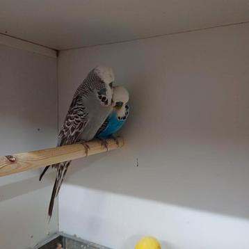 Diverse kleuren Engelse grasparkiet  beschikbaar voor biedingen