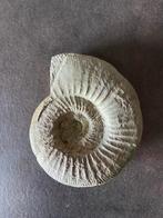 Ataxioceras Fossiel, Ophalen, Fossiel