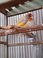 2 x goulmadine man, Dieren en Toebehoren, Vogels | Kanaries, Mannelijk, Kleurkanarie